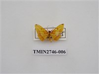 藏品(尺蛾308)的圖片
